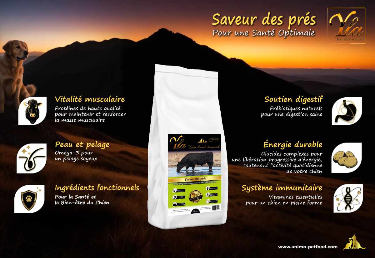 Croquettes adaptées aux chiens à digestion sensible, sans céréales ni gluten, avec des protéines de bœuf Angus pour une nutrition optimale.