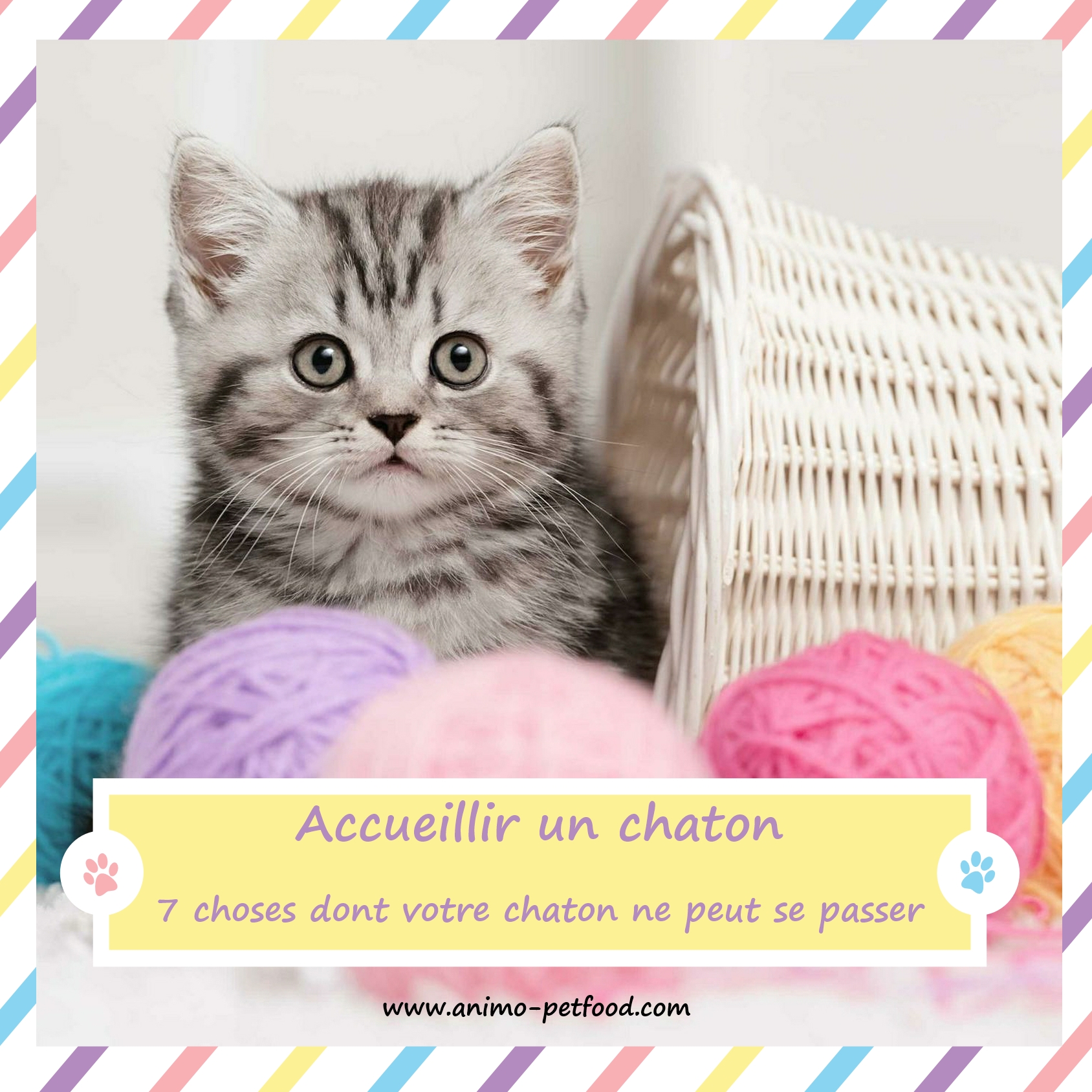 Accueillir Un Chaton 7 Choses Dont Votre Chaton Ne Peut Se Passer