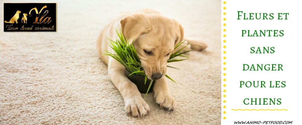 Fleurs Et Plantes Sans Danger Pour Les Chiens