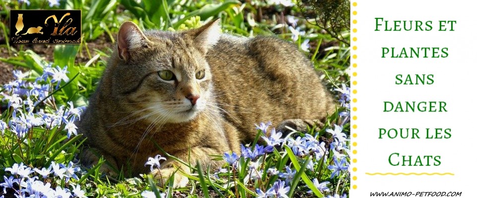 Quelles Fleurs Et Plantes Sont Sans Danger Pour Les Chats