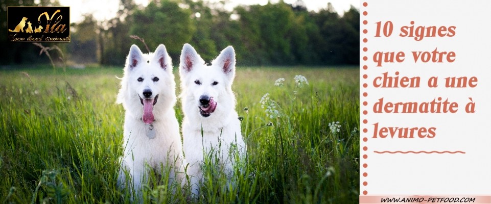 10 signes que votre chien a une dermatique à levures