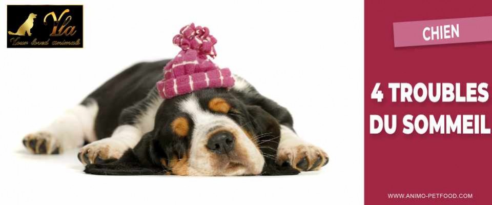 4 Troubles Du Sommeil Chez Les Chiens