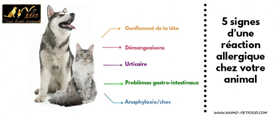 5 Signes D Une Reaction Allergique Chez Votre Animal