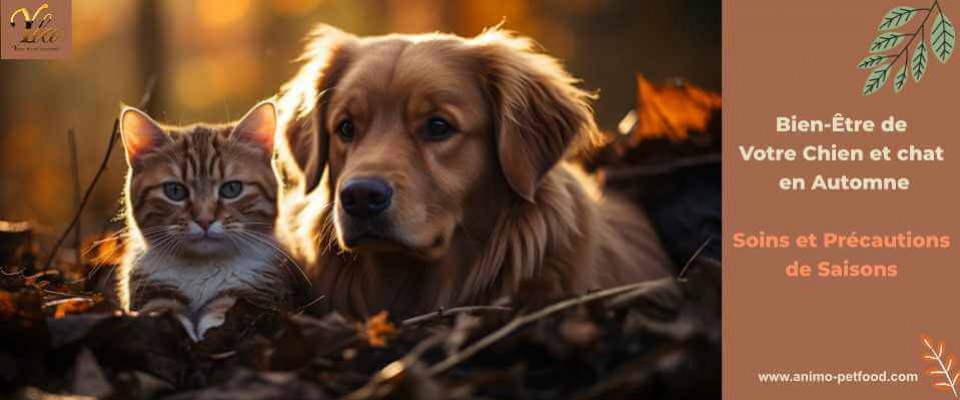 Automne : Soins, Précautions Et Bien-Être Pour Vos Chiens Et Chats