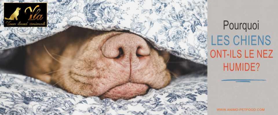 Pourquoi Les Chiens Ont Ils Le Nez Humide