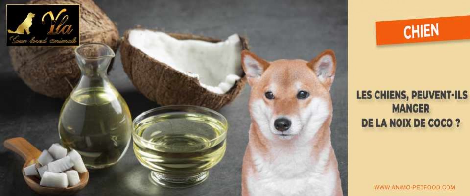 10 raisons pour lesquelles l'huile de noix de coco est considérée comme  bonne pour votre chien