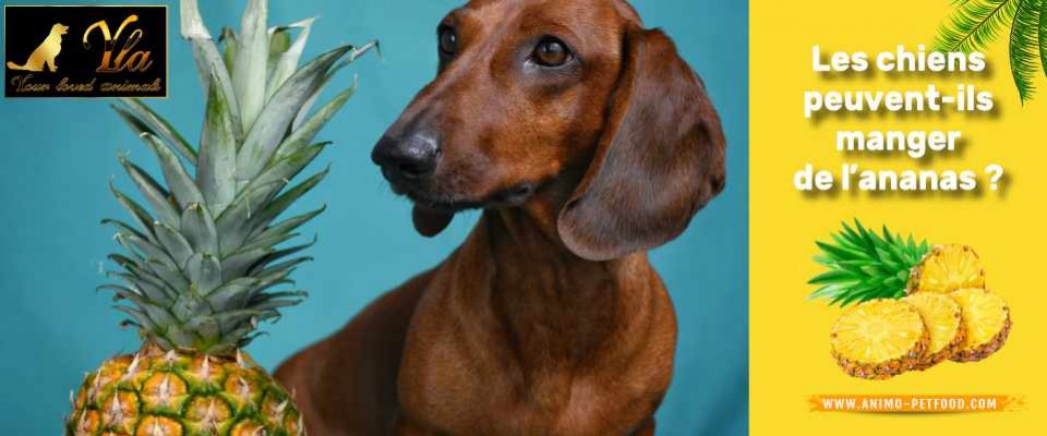 L'ananas est-il bénéfique pour votre chien ?