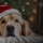 Gérer le stress de votre chien pendant les fêtes de Noël