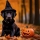 Friandises d'Halloween Toxiques pour les Chiens : Protégez-les