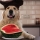 Les chiens, peuvent-ils manger de la pastèque ?