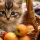 Les chats, peuvent-ils manger des pommes ?