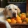 Les chiens peuvent-ils manger des oranges ?