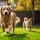 Comment Aider Son Chien Pendant le Changement d'Heure