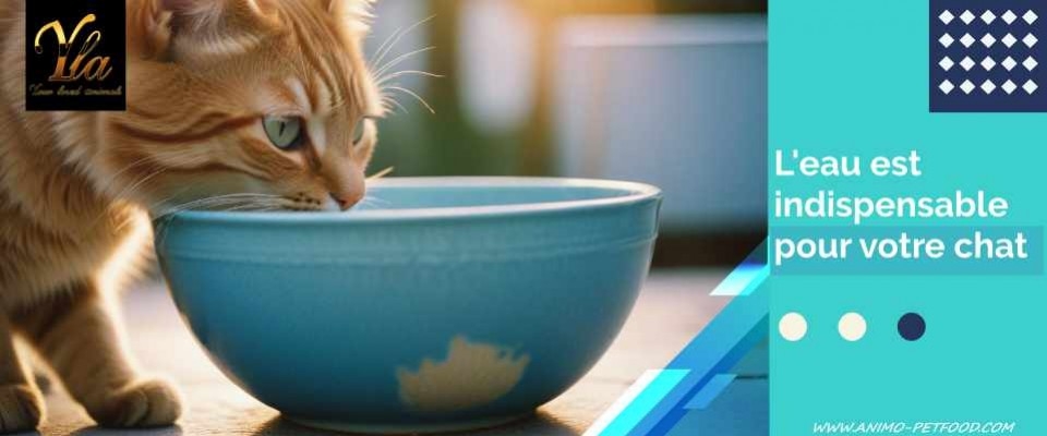 L'eau pour les chats : Importance, besoins et conseils pratiques