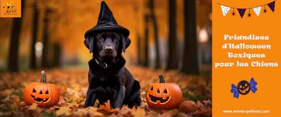 Friandises d'Halloween Toxiques pour les Chiens : Protégez-les