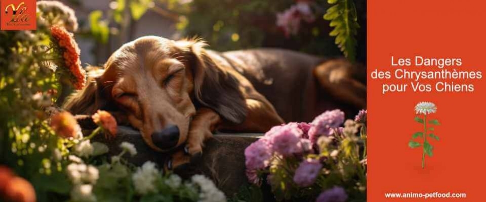 Toxicité du Chrysanthème pour les Chiens et Mesures Préventives