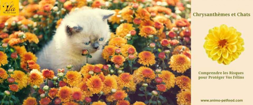 Le Chrysanthème, un Danger pour les Chats ?