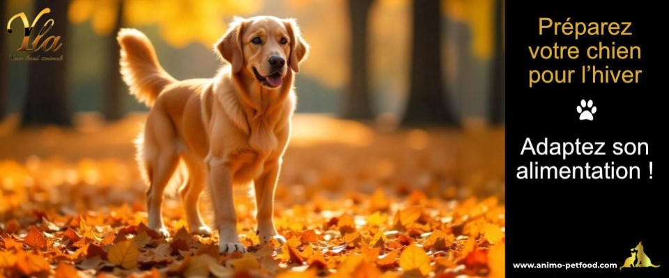 L’alimentation du chien à l’approche de l’hiver