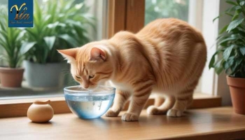 Hydratation des Chats : Besoins en Eau et Impact sur leur Santé