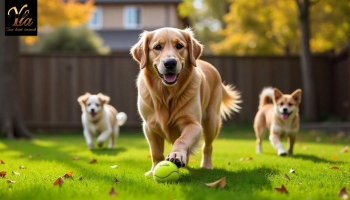 Comment Aider Son Chien Pendant le Changement d'Heure