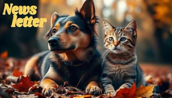 Newsletter Animaux d’Octobre : Conseils pour vos Chiens et Chats