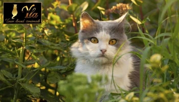 Les oméga-3 pour les chats ▷ Quels avantages ? ▷ Le Blog Phyto